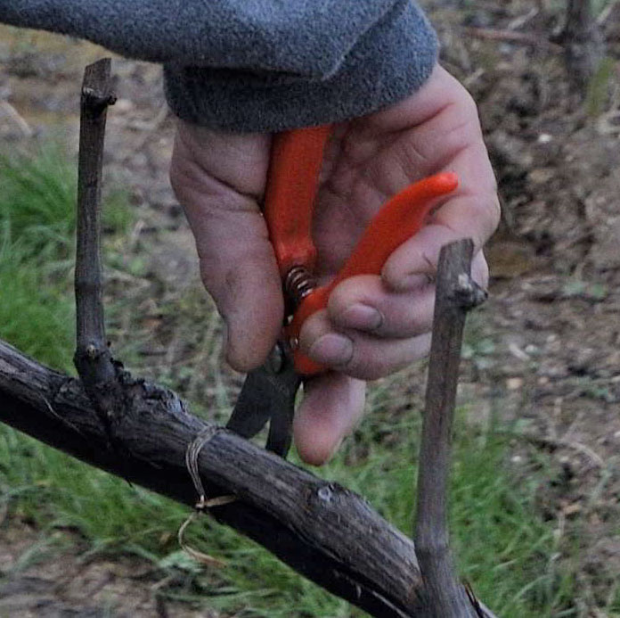 Mano con cesoie in primo piano che opera tra le vigne dell'Azienda Agricola I Massi