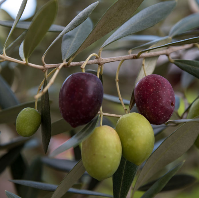 Olive monocultivar Taggiasca in primo piano appese ad un ramo della pianta di olivo tra le foglie
