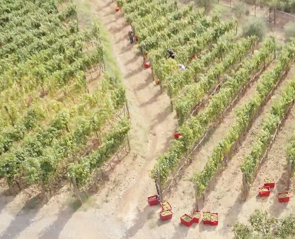 Vista aerea delle vigne dell'Azienda Agricola I Massi durante la vendemmia
