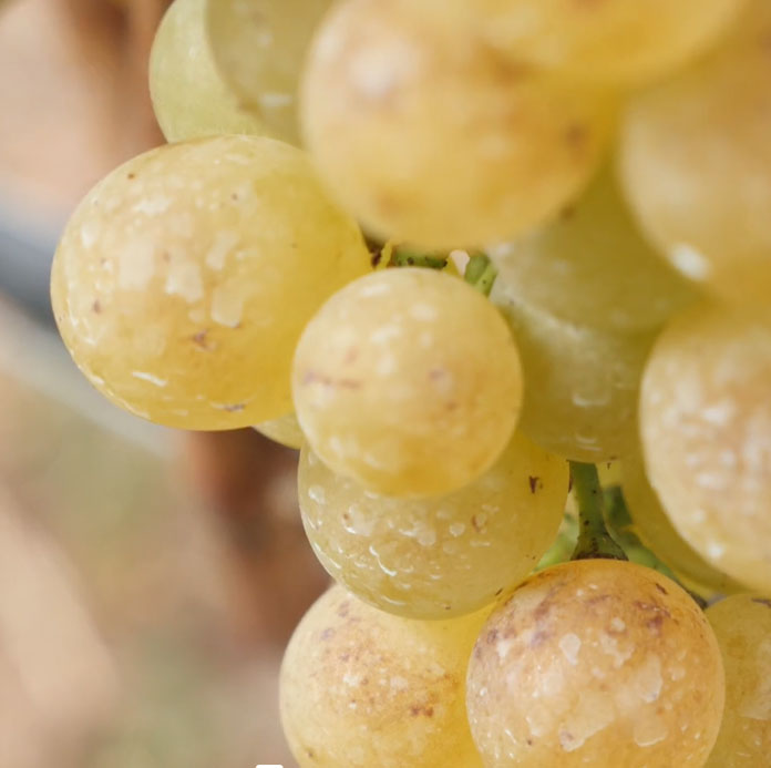 Primo piano degli acini d'uva per la produzione del Pigato DOC dell'Azienda Agricola I Massi